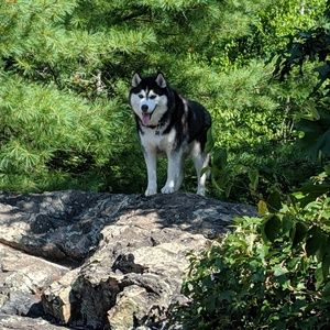 Meet your Posher, Shane